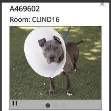 Maybe you would like to learn more about one of these? Dying To Survive Life In A Kill Shelter Orlando Fl Home Facebook
