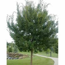 Image result for Ulmus parvifolia
