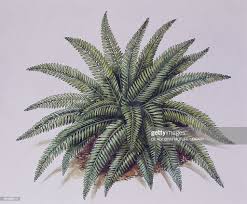 Image result for Lomariopsidaceae