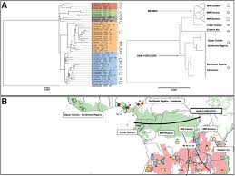 Image result for Brachystegia allenii × boehmii