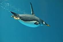 Terrestrial Animal Wikipedia
