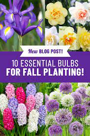 10 Bulbs To Plant In Fall For Spring Blooms Fall Bulb Planting Fall Bulbs Fall Plants