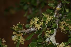 Image result for Boscia foetida