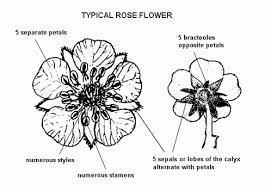 Image result for Rosaceae