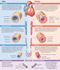 The most common arteries diagram material is paper. 21 1 Arteries Which Are Elastic Or Muscular And Veins Which Contain Valves Have Three Layered Walls Capillaries Arteries Anatomy Thoracic Cavity Arteries
