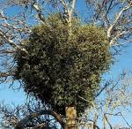 Image result for Thesium magnifructum