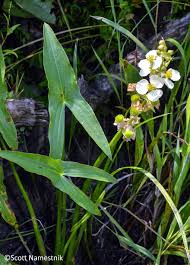 Image result for Alismataceae