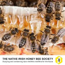 Spring is the time of year when many flowers start to bloom including colorful tulips, beautiful hyacinth, yellow daffodils, delicate hydrangea, and many more spring flowers. Native Irish Honey Bee Society On Twitter Funfactfriday Did You Know That To Make 1kg Of Honey Bees Visit 4 Million Flowers And Fly 150 000km Or Nearly 3x Around The Earth Help