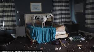 Great dane rescue organizations are located all over north america and offer opportunities for anyone with a genuine desire to help great danes in need! More Than 80 Great Danes Rescued From Squalid Conditions Daily Mail Online