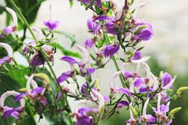 Image result for Brillantaisia owariensis