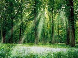 Clearing In Woods Photo By Animedragon33 Photobucket Foret Images Bois