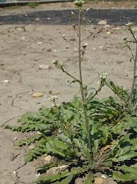 Image result for Capsella