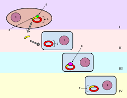 Check spelling or type a new query. Transformation Genetics Wikipedia
