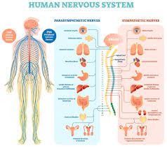 Nervous system diagram nervous system disease nerve diagram human body png clipart. What Is The Nervous System