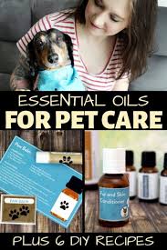 We evaluated them based on ease of use, perceived stream intensity, water capacity, appearance, extra features, and overall quality. Essential Oils For Pets Recipes For Dog Fleas Itchy Skin More
