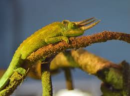 Zoo Zajac In Duisburg Ein Erlebnis Fur Die Ganze Familie Zoo Tierhandlung Vogelfutter Kaufen