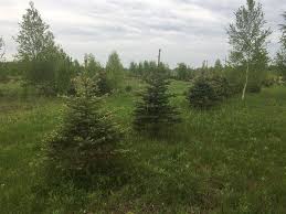Christmas tree farm vector illustration. Christmas Tree Farm For Sale Ranch For Sale In Lisbon Saint Lawrence County New York 120041 Ranchflip
