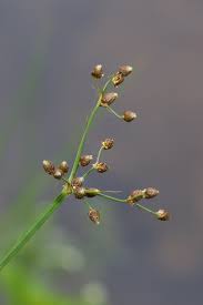 Image result for Fimbristylis madagascariensis