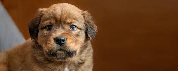 Thank you for your interest in adopting a grateful dog! Terre Haute Humane Society