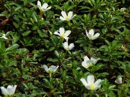 Image result for Ludwigia adscendens