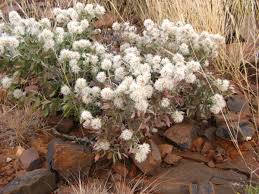 Image result for Leucosphaera bainesii