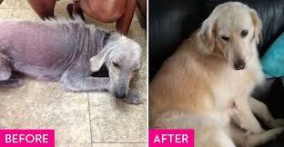 Came in with her littermate who. Rescue Dogs Before And After Rescue Dog Makeovers