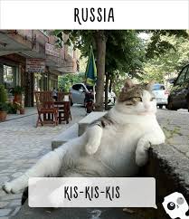 Kat is a woman who struggles every day against society and her mother to prove that she can still live a happy and fulfilling life despite still being single at 39. How People Call Cats In Different Countries Bored Panda