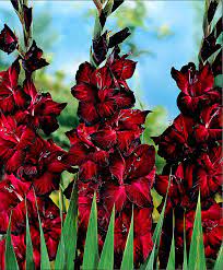 Gladioli Grandiflora Blackjack Summer Estate Flowers Fiori Red Rosso Bulb Flowers Beautiful Flowers Gladiolus Flower