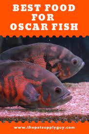 Best Food For Oscar Fish Growth The Pet Supply Guy Oscar Fish Oscar Fish Food Fish