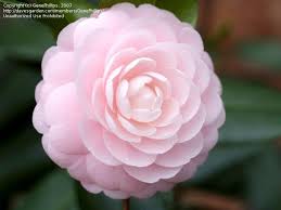 Japanese Camellia Pink Perfection Camellia Japonica With Images Southern Garden Showy Flowers Blooming Plants
