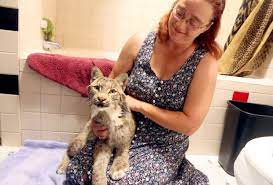 Browse a wide selection of new and used bobcat mulchers logging equipment for sale near you at forestrytrader.com. Stevensville Couple Have Big Love For Pet Lynx Bobcats Hometowns Missoulian Com