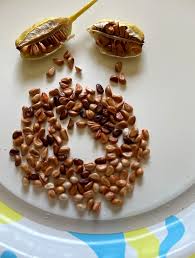 Iris Laevigata Variegated