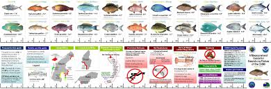 Surprising Fish Sizing Chart 26 Unique Gallery Of Fish Size