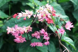Image result for Clerodendrum umbellatum