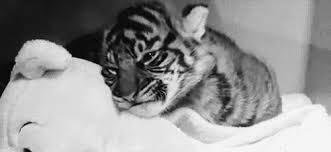 Tigre blanco ebook online epub. Adopta Un Tigre Con Discovery Expoknews