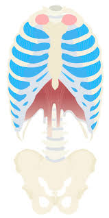 These muscles may be located anteriorly, posteriorly, and/or laterally. Pulsenotes Muscles Of Respiration Notes