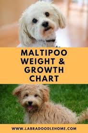 If you do shave down. How Long Do Maltipoos Hair Grow