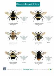 Fsc Guide To Bees Of Britain Bee Identification British Bees Types Of Bees