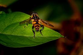 Tiny flying bugs in house australia. Hover Flies The Australian Museum