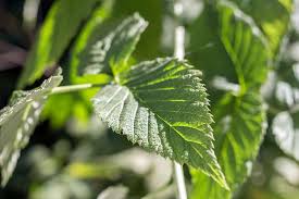 It is extremely difficult to initially know if a raspberry bush is suffering from a mineral deficiency or a virus, the symptoms of yellow leaves and green veins are the same. Hd Wallpaper Leaves Green Raspberry Bush Plant In The Sun Close Leaf Wallpaper Flare