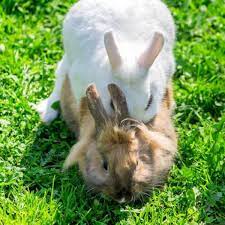 Look at its genitals, specifically the vaginal opening. How Do Rabbits Mate Complete Bunny Reproduction Guide