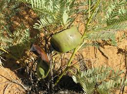 Image result for Elephantorrhiza suffruticosa