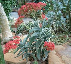 Image result for Crassula perfoliata
