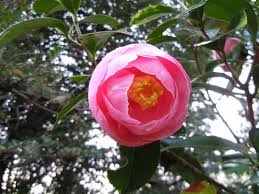 Camellia Hana Fuki