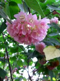 Image result for Dombeya lastii