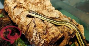 تفسير حلم الثعبان الاصفر للمتزوجه والعزباء والحامل 7 Pet Snake Snake Reptiles