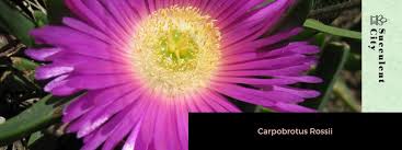 Image result for Carpobrotus