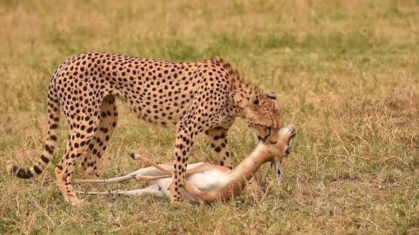 Cheetah And Cubs Eating Prey Antelope In Tanzania Grassland by Wildlife and Nature studios - Stock Video | Motion Array