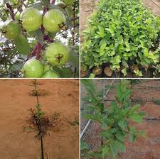 We did not find results for: Taiwan Guava Farming Planting Harvesting Yield Profit Agri Farming