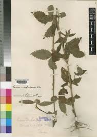 Image result for Leucas neuflizeana